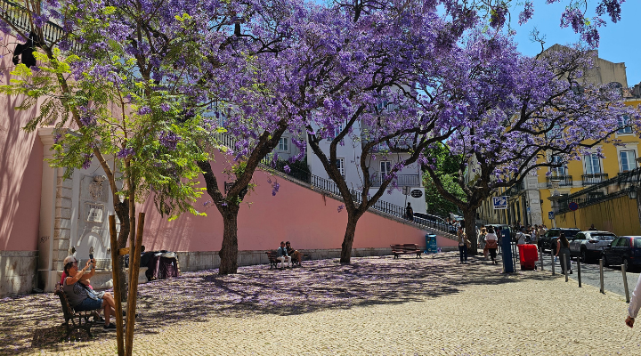 Street with flowering trees in Portugal