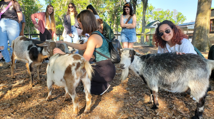 Judy Genshaft Honors College students pet three goats as part of the Systems of Sustainability study away program