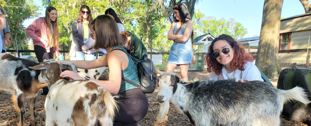 Honors students pause to pet goats during a study away trip