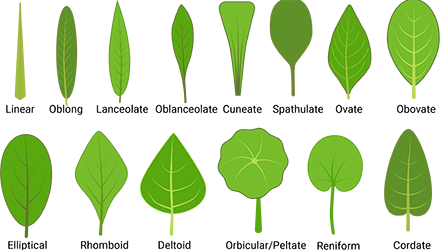 clipart of leaf shapes created by jack