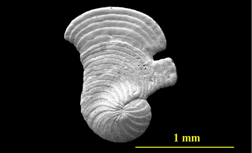 Deformed test from the Florida Keys, side view, SEM, X40