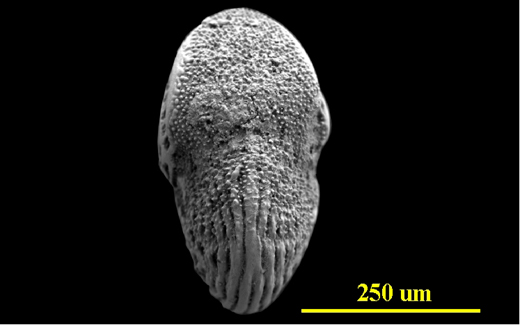 From Antigua, apertural view, SEM, X180