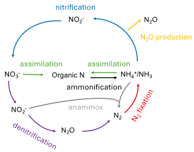 Figure caption: Major transformations in the nitrogen cycle.  