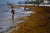 Beachgoers pick their way past seaweed on Wednesday, July 11, 2018, in Sunny Isles Beach, Fla. The brownish looking seaweed variety is called sargassum and is flooding the shores of South Florida this year.