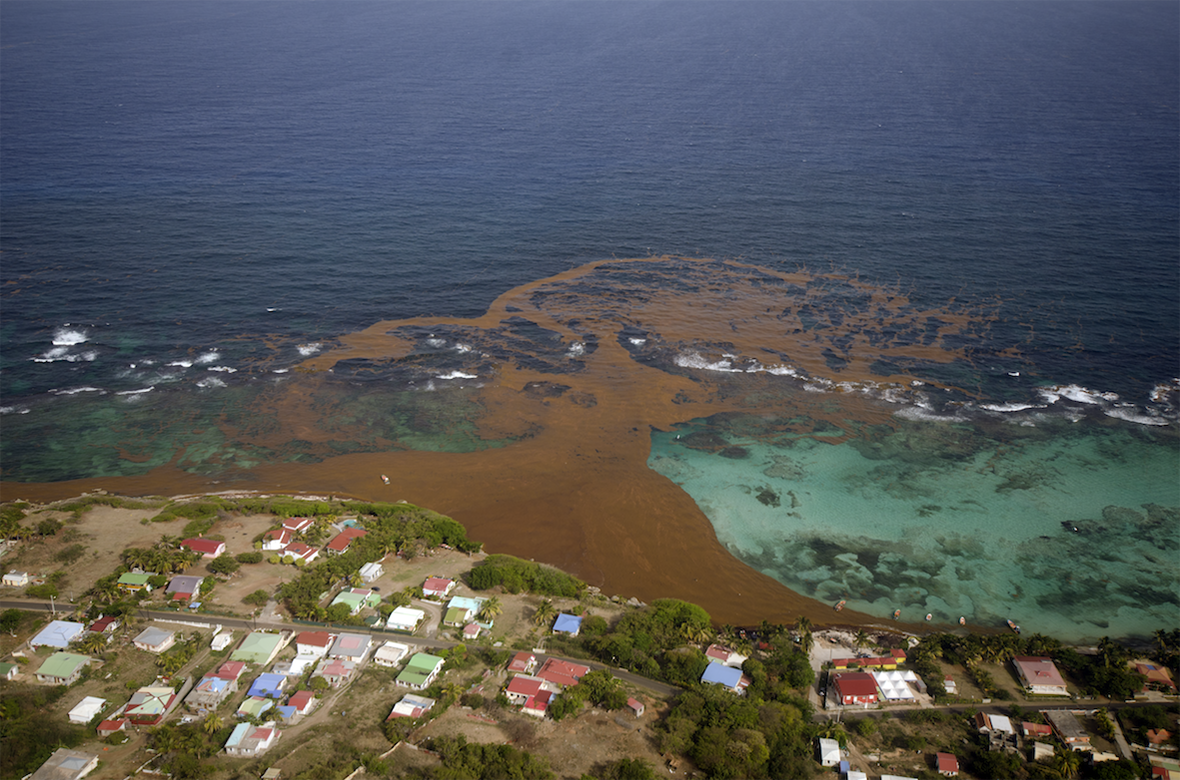 The catalyst for the Great Atlantic Sargassum Belt that has inundated the Caribbean since 2011 is being attributed to changes in currents and suitable growing conditions. Image Credit: Jean-Philippe Maréchal.