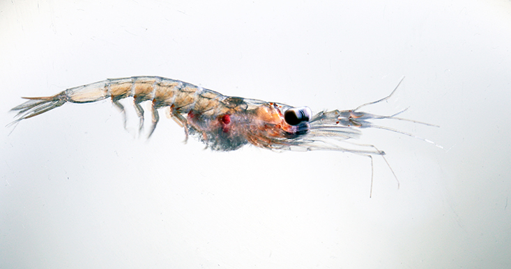 The crustacean krill is one of several types of species impacted by ocean deoxygenation. Krill is important to the diets of fishes, squids and whales. Photo Credit: Stephani Gordon, Open Boat Films.