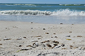 A photo of dead fish that washed ashore on Anna Maria Island on Presidents Day as a result of a patchy red tide bloom pestering the Sarasota and Manatee county area.