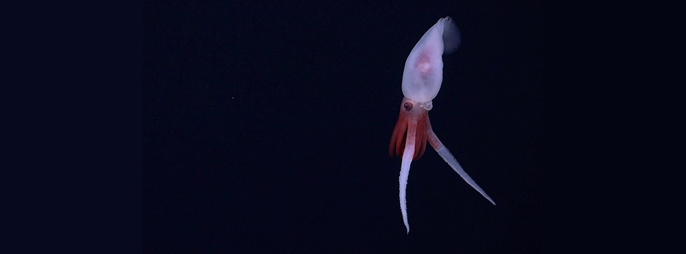 The crew captured the first live footage of the Promachoteuthis squid, a genus which had previously only been characterized from dead samples. Credit: ROV SuBastian / Schmidt Ocean Institute.