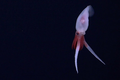 The crew captured the first live footage of the Promachoteuthis squid, a genus which had previously only been characterized from dead samples. Credit: ROV SuBastian / Schmidt Ocean Institute