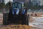 In this photo of Fort Lauderdale Beach during the heavy sargassum year of 2023, city workers clear the beach of the malodorous seaweed. (Joe Cavaretta/South Florida Sun Sentinel)