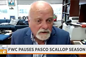 FWC pauses Pasco scallop season
