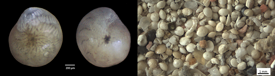 LEFT IMAGE: Amphistegina lobifera. Credit Olga Koukousioura. RIGHT IMAGE: Sand sample from Elafonisos, Greece, with abundant A. lobifera shells, as well as shells and shell fragments from snails and other organisms. Credit Olga Koukousioura.