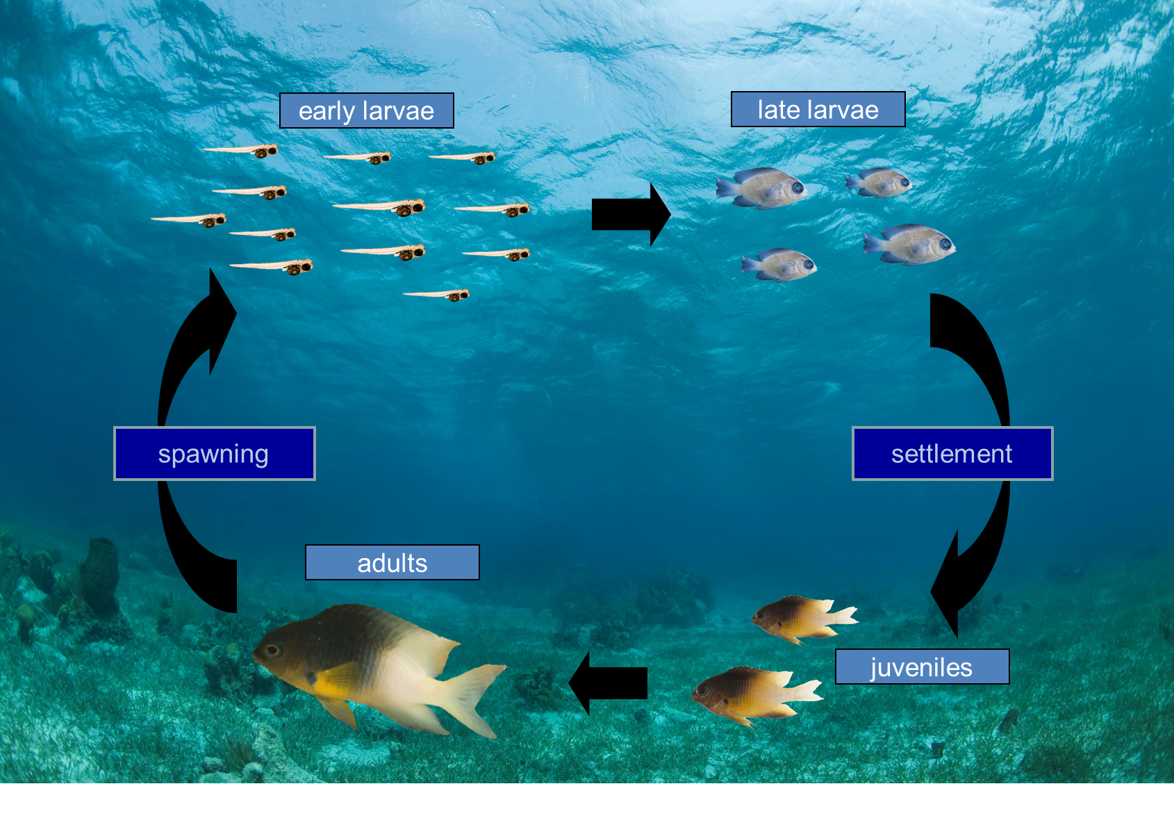 Fig. 1 caption:  Life cycle of the bicolor damselfish, showing that understanding how the population changes depends on simultaneously studying the juvenile and adult fish on the coral reef as well as the larvae that disperse back to the same reef or between reefs in a metapopulation.  Illustration credit:  Darren Johnson.