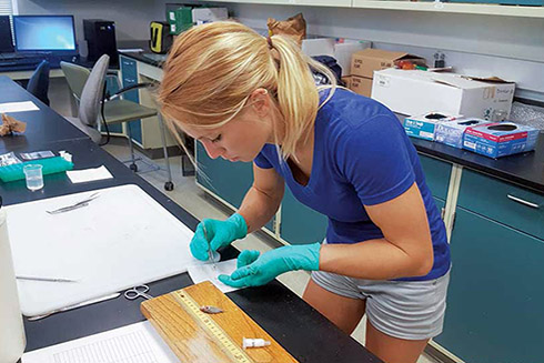 University of South Florida graduate student Meaghan Faletti carefully dissects the information-rich eye lens from a pinfish. Photo Credit: Meaghan Faletti