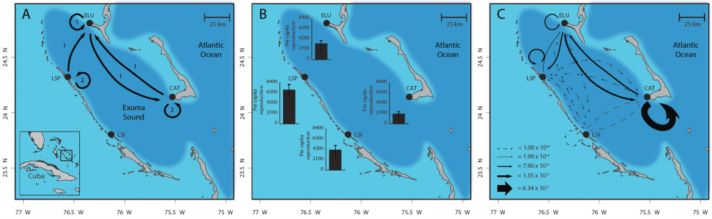 Fig. 3 caption:  Metapopulation connectivity of bicolor damselfish populations among 4 regions of coral reef in the Exuma Sound, Bahamas.  (A) Paths of larval dispersal detected by genetic parentage analysis.  Numbers indicate number of parent-offspring pairs detected for each pattern.  (B) Estimated egg production per adult fish during each larval dispersal event (mean plus standard error).  (C)  Patterns of estimated “demographic connectivity” that integrate larval dispersal (A) with egg production (B).  Demographic connectivity represents the proportion of eggs produced at each population that survived and dispersed as larvae to other populations (arrows connecting sites) or returned to their natal populations (circular arrows).  Arrow thickness reflects estimated rate of exchange.  Illustration credit:  Darren Johnson et al.