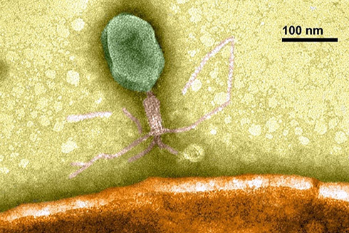 The research will look at molecules called siderophores and viruses called phages, which infect bacteria. The phage shown here was imaged by Anthony M. Greco at the USF College of Marine Science.