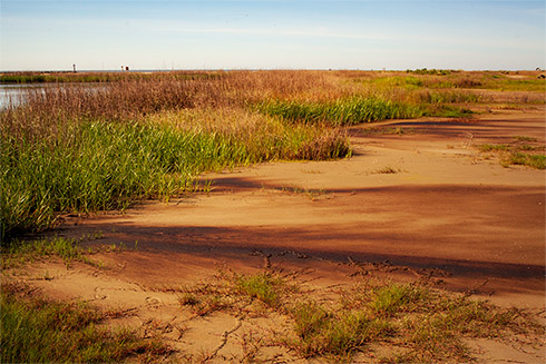 Oiled Marsh. Photo Credit: C-IMAGE