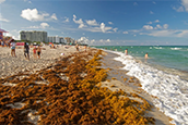 As sargassum seaweed takes over South Florida’s beaches by the masses, here is aerial footage from NBC6 chopper footage from the coasts of Miami-Dade and Broward. (Video from April 2023)