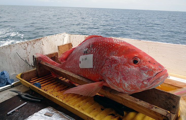 Red Snapper in the Gulf Show Signs of Stress