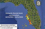 Just weeks after hurricanes Helene and Milton sent massive amounts of storm surge inland throughout Southwest Florida, the organism that causes red tide is being found in medium and high concentrations in the coastal waters off Lee and Charlotte counties and in lower but significant numbers off Sarasota, Manatee, and Pinellas counties.