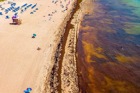 Sargassum Seaweed Blooms Could Get Worse in 2019. Photo Credit: The Weather Channel