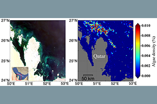 Cheng Xue, a postdoctoral scholar in the Optical Oceanography Lab at USF CMS, is the lead author on a recent article published in the IEEE Journal of Selected Topics in Applied Earth Observations and Remote Sensing. The figure above shows satellite images of Qatari coastal waters (left) and the floating algae scums of 2017 (right). Courtesy of Cheng Xue.