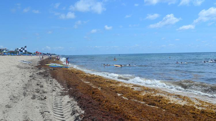 Seaweed in Delray Beach (David Fleshler/Sun Sentinel) 