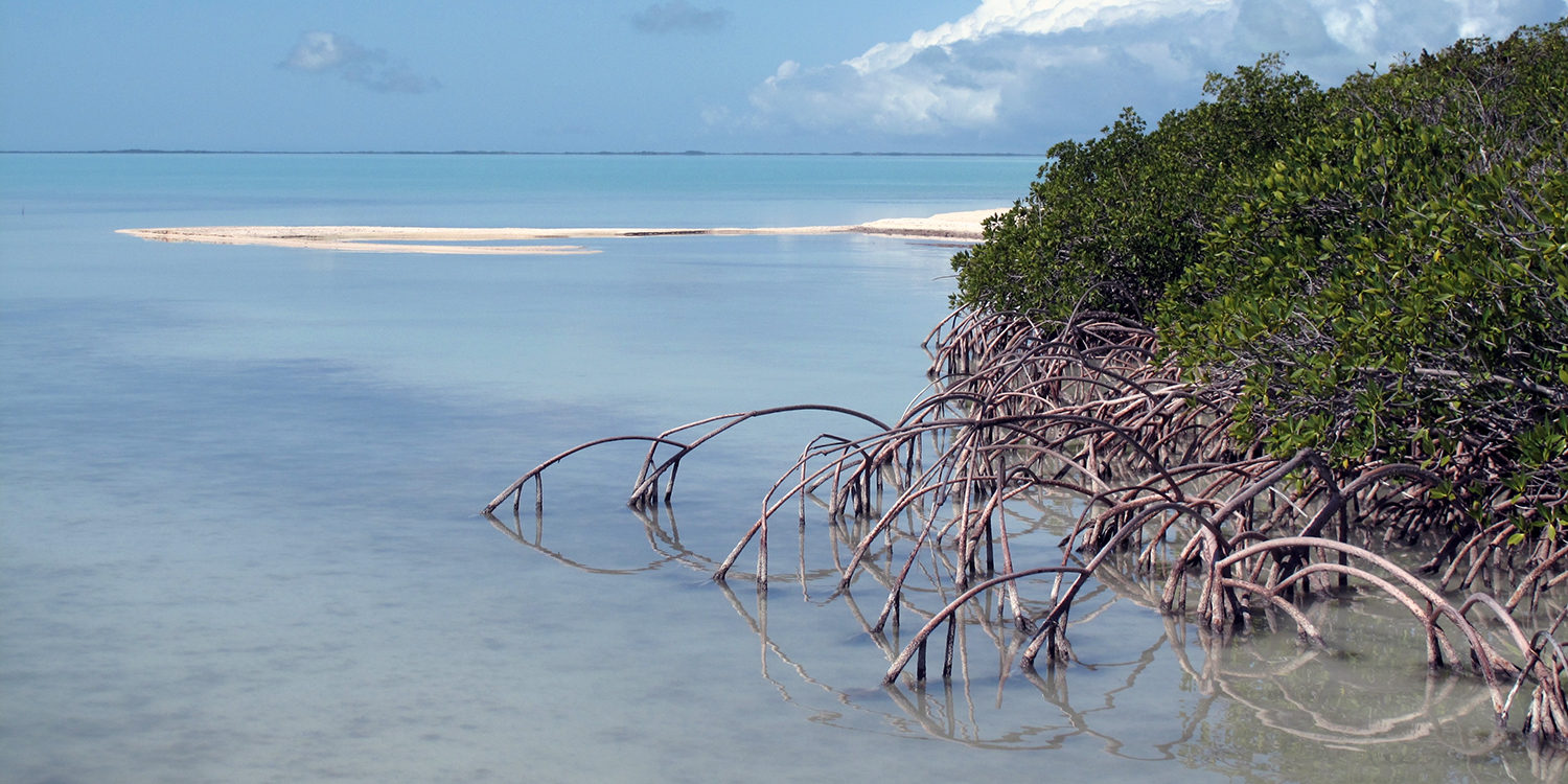 A pair of recent studies found that sea surface temperatures are rising rapidly in South Florida’s estuaries, including Florida Bay, pictured here. Credit: National Park Service