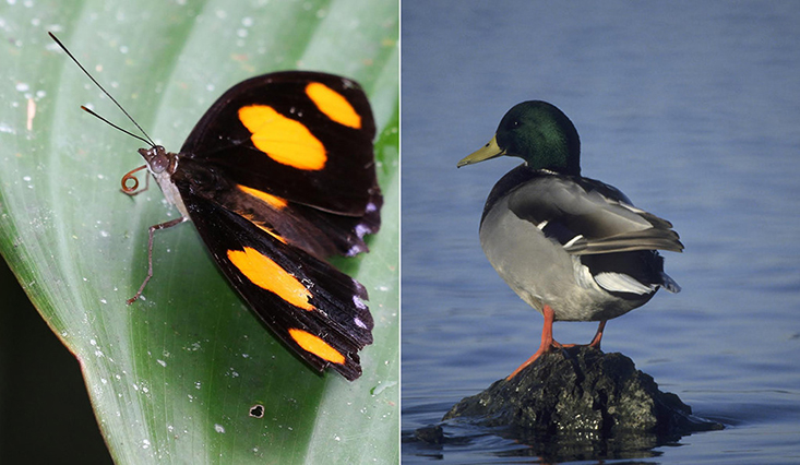 Data to assess distributions and trends varies vastly among species. Many tropical butterflies (left) may only have a few records, while bird species (right) in North America or Europe may be documented with millions of records annually. Photo Credit: Walter Jetz/Yale University 