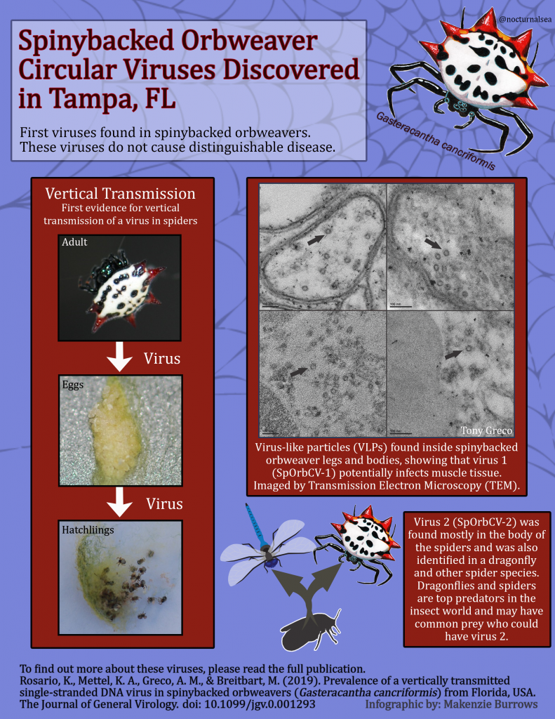 Spiny orb weaver infographic