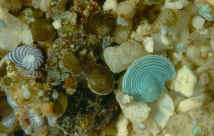 A collection of individuals in Palau featuring symbiont-bearing Large Benthic Foraminifera. Photo credit: Pamela Hallock Muller