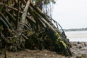 South Florida estuaries are warming 500% faster than global oceans, potentially altering critical habitats for marine life. (Photo Credit: Unsplash.com)