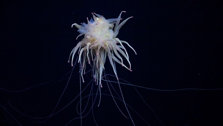 The rare siphonophore Bathyphysa conifera, often nicknamed the "flying spaghetti monster," was documented during the expedition. Credit: ROV SuBastian / Schmidt Ocean Institute.