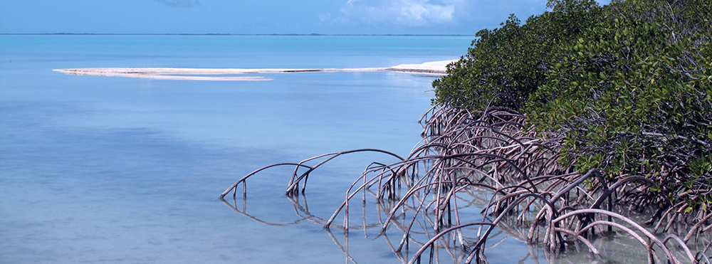 A pair of recent studies found that sea surface temperatures are rising rapidly in South Florida’s estuaries, including Florida Bay, pictured here. Credit: National Park Service