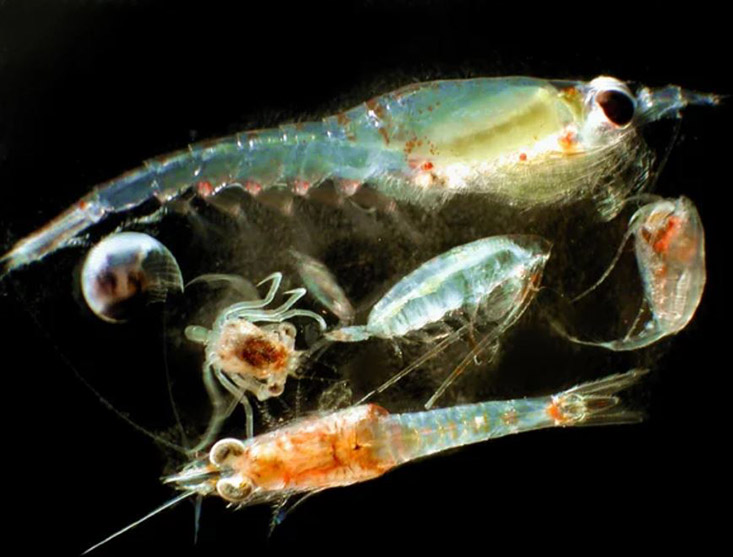 Zooplankton. Photo Credit: Matt Wilson/Jay Clark, NOAA NMFS AFSC Wikimedia 