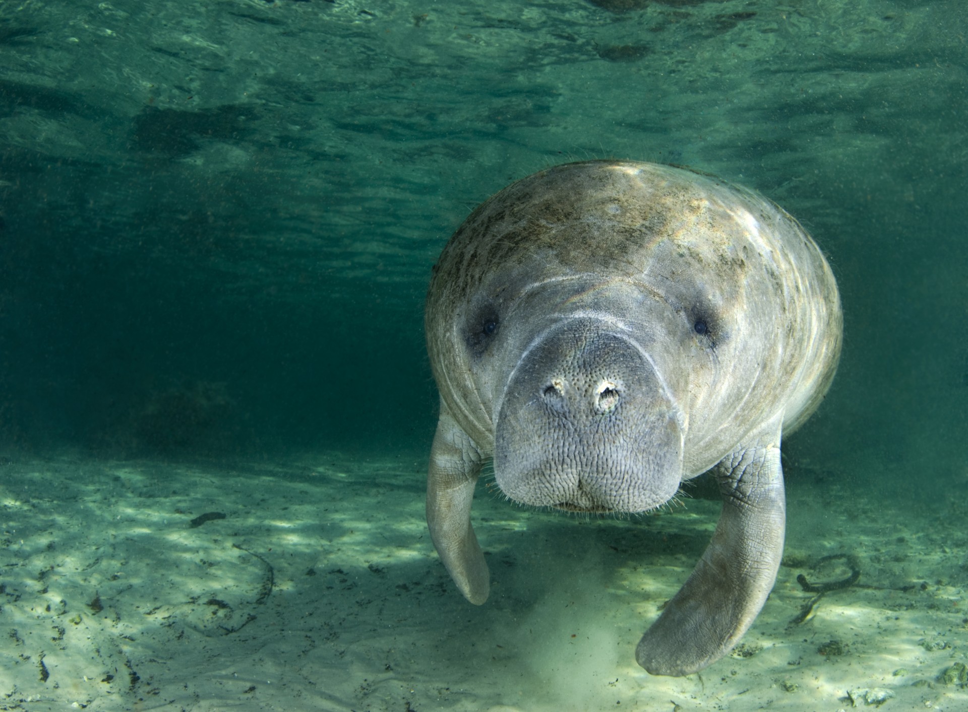 ManateeSwimming