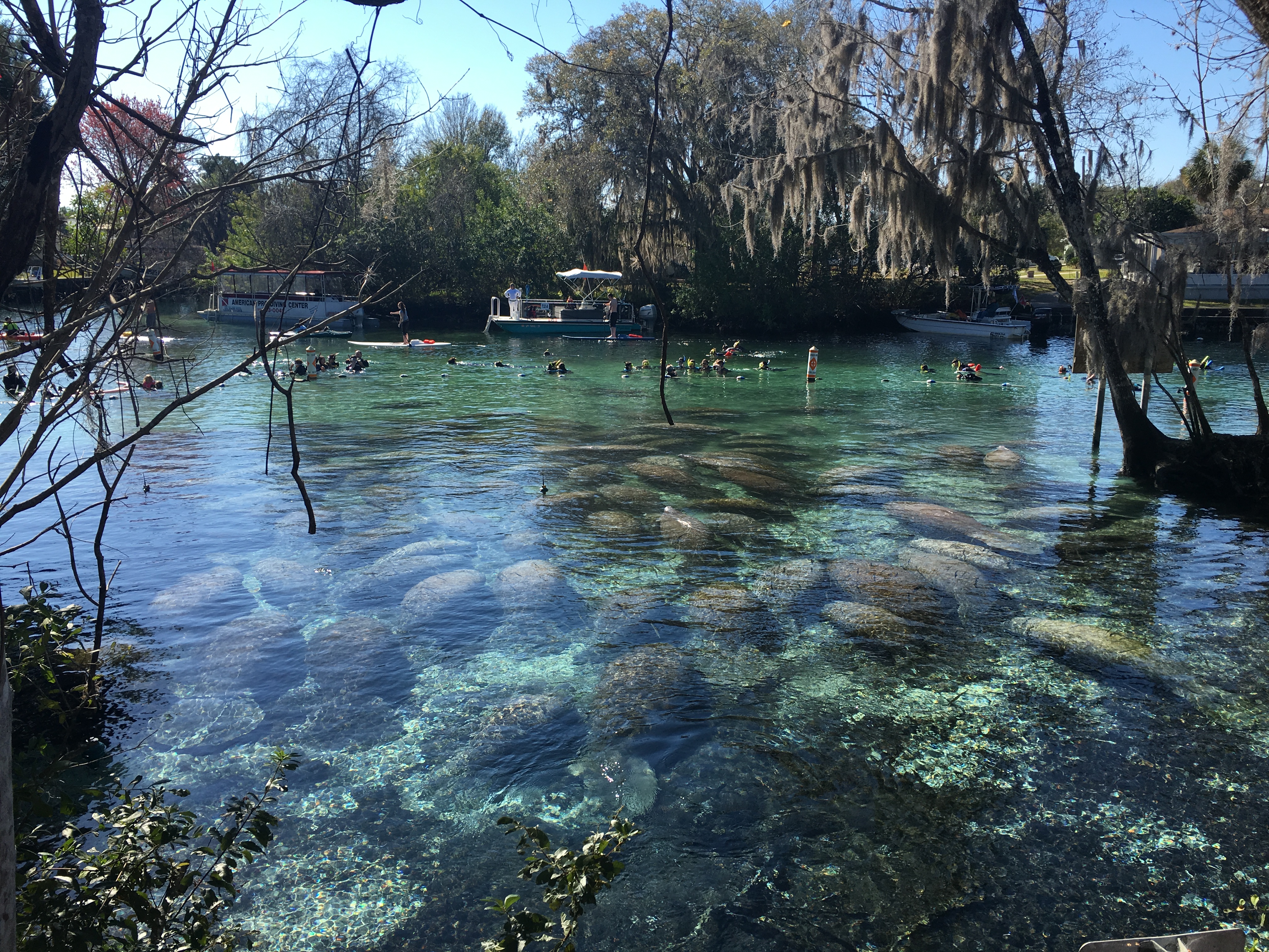 ManateesSwimming