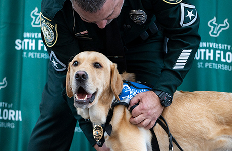 Snowbird being pet by his USF police owner during his swearing in ceremony