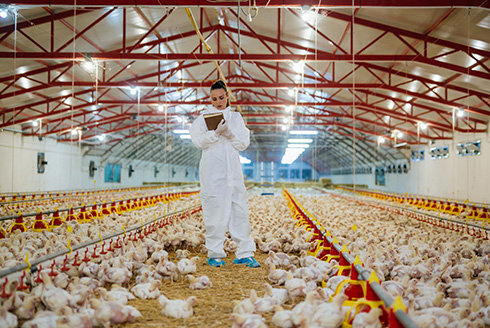 How worried should we be about avian flu?