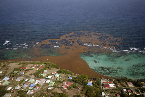 sargassum at beach