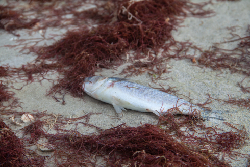fish kills as a result of red tide