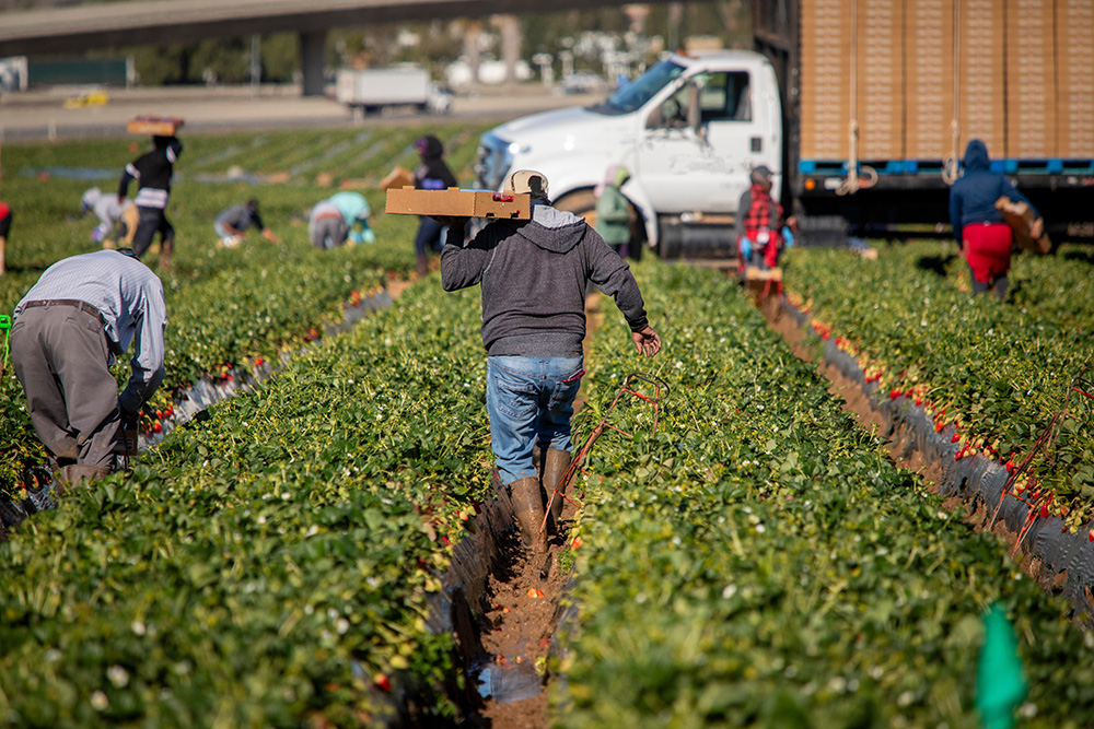 farm workers in the field