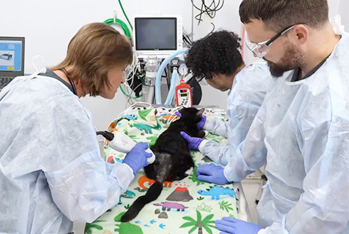 veterinarians