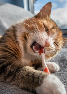 Addressing periodontal disease in cats