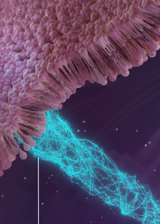 Predictive in vitro Assays for Kidney Retention by Radioconjugates