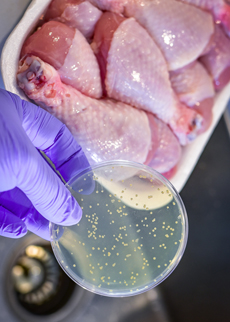 Rapid Salmonella detection in complex food matrices