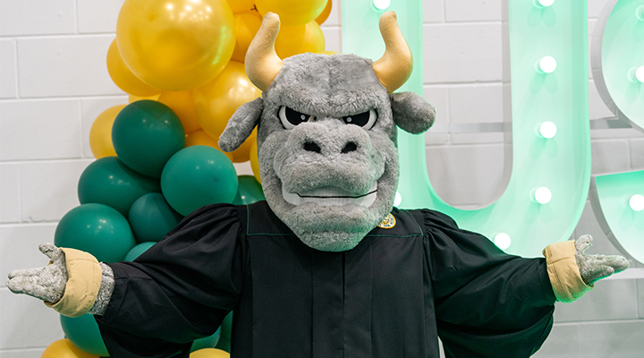 USF mascot Rocky dressed in black regalia for graduation posing in front of a green and gold balloon arch and the letters U-S-F