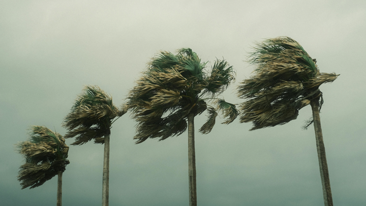 picture of palm trees blowing in a hurricane force wind